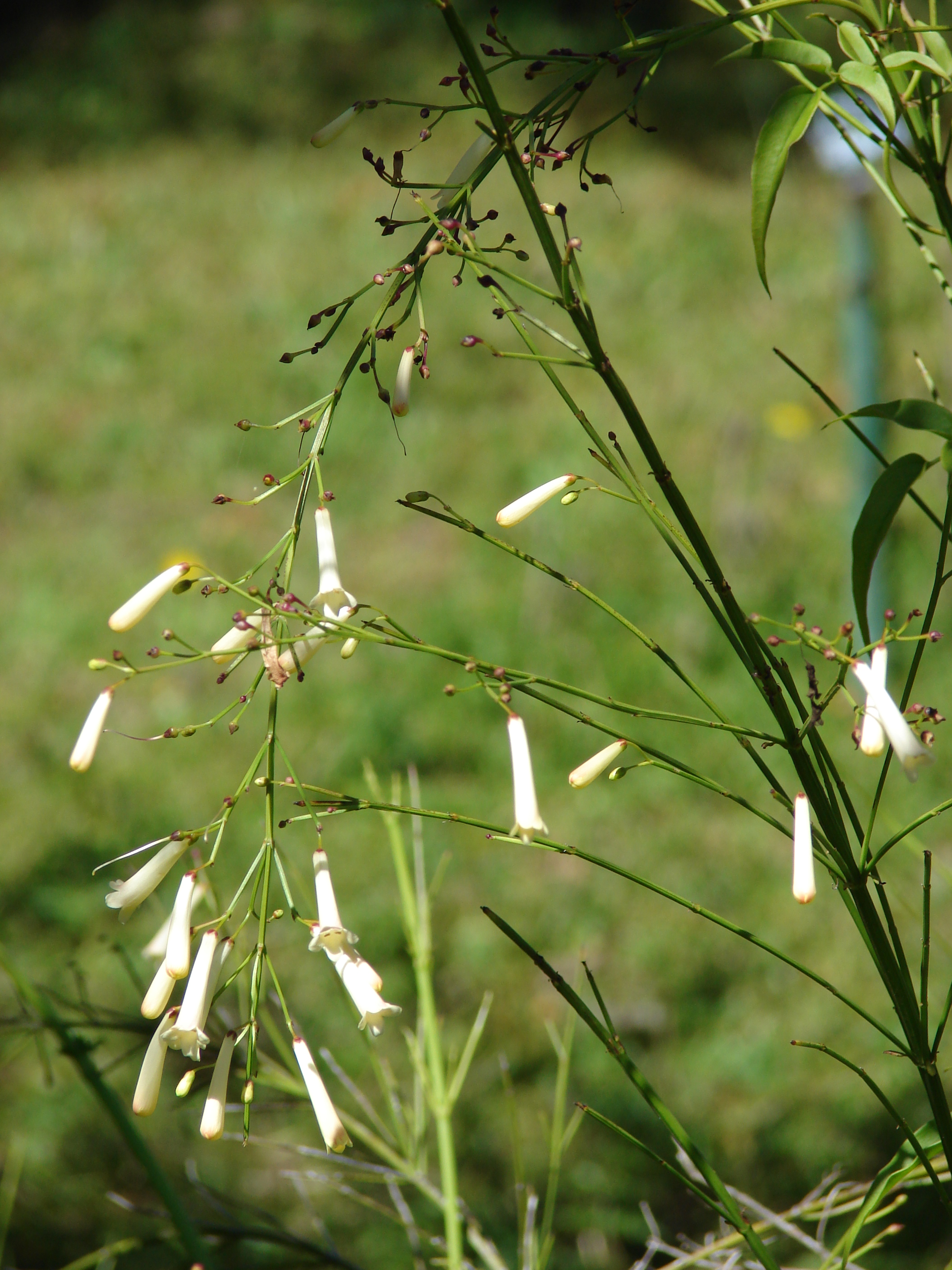Russelia equisetiformis